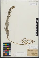 Foto von Salix repens subsp. rosmarinifolia (L.) Andersson